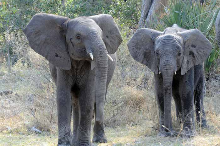 Llegan a México nueve elefantes de África