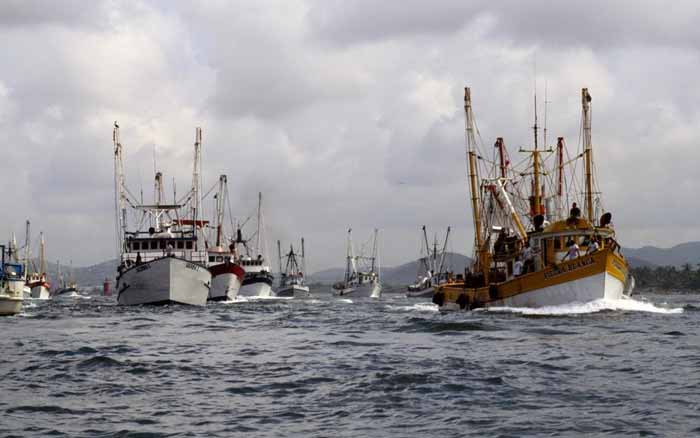 Registra mejoría la captura de camarón en los litorales mexicanos