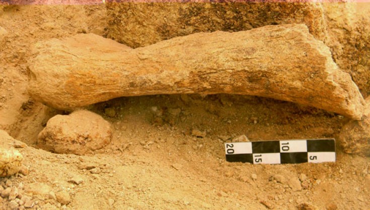 Encuentran huesos de animales de hace más de 10 mil años