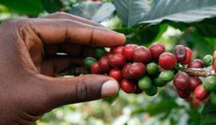 Exportará Chiapas café de mayor calidad