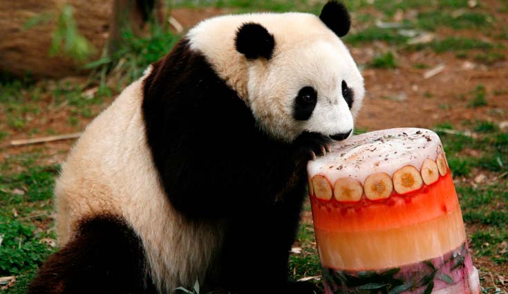 Osezno de panda gigante nace en zoológico de EEUU Osezno de panda gigante nace en zoológico de EEUU