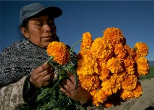 Producirá Puebla más de 6 mil toneladas de flor de cempasúchil