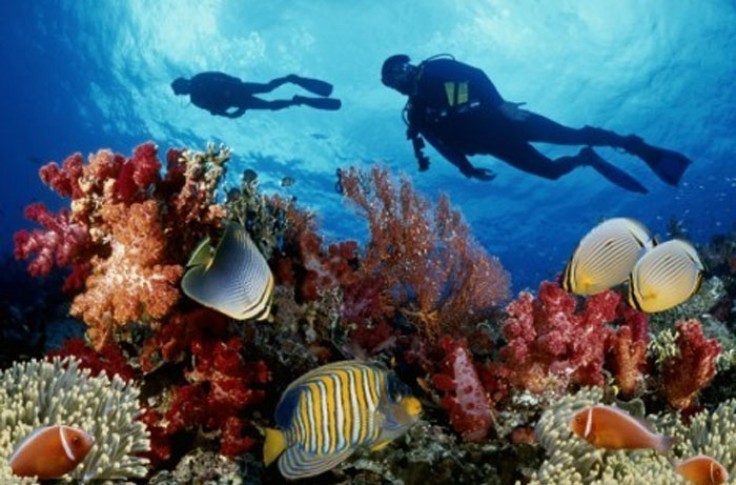 Desaparece mitad de la Gran Barrera de Coral en Australia