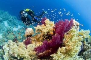 Hallan basura en montañas submarinas de Gorringe
