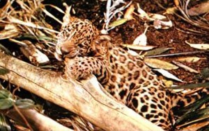 Aumenta población felina en parque de Aguascalientes