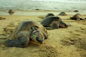 Anidan en Nicaragua unas 11 mil tortugas en peligro de extinción