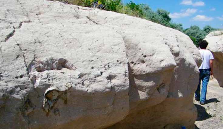 Encuentran fósil de rinoceronte muerto hace 9 millones de años