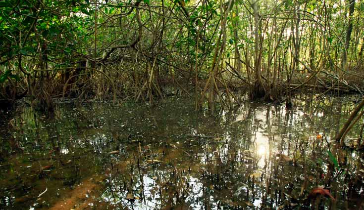 Científicos advierten sobre la consecuencia de la destrucción de los manglares Científicos advierten sobre la consecuencia de la destrucción de los manglares
