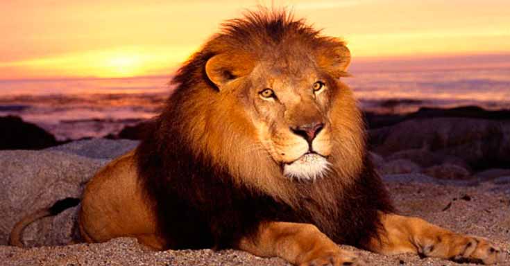 Disminuyen los leones en África