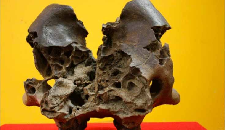 Hallan cráneo de mastodonte de la `Era de Hielo` en Chiapas