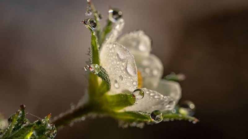 ¿Flor de cristal? Esta planta se vuelve transparente, descubre por qué