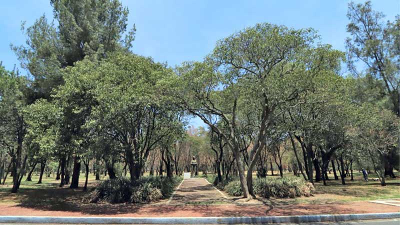 Adaptan Chapultepec al cambio climático: reforestan con especies resistentes al calor