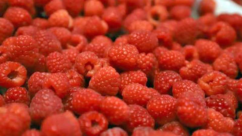 Feria de las Berries en Huejotzingo: Fecha y más información