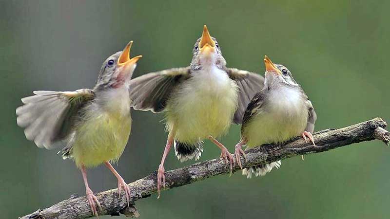 p2o2zrp56bgm7lhlir7frk2rl4