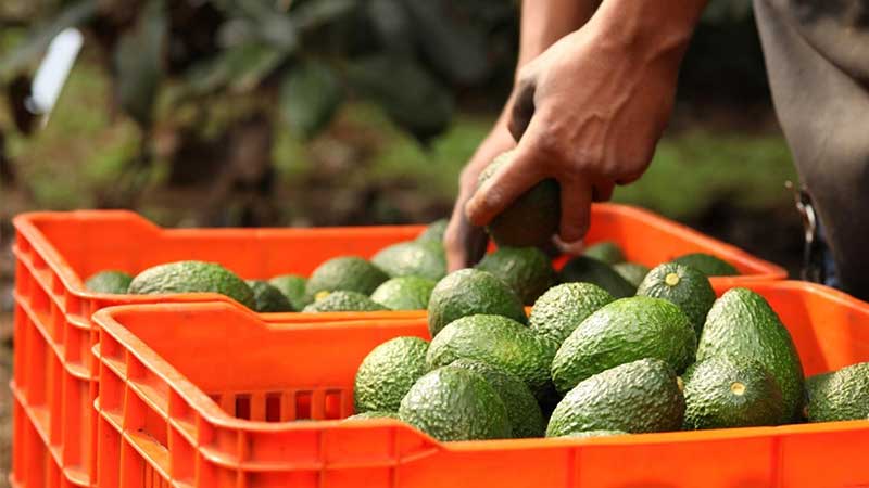 EU espera 'implementación rigurosa' de programa mexicano de certificación del aguacate