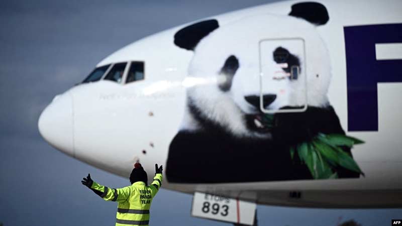 Dos pandas gigantes llegan desde China al zoológico de Washington tras larga espera