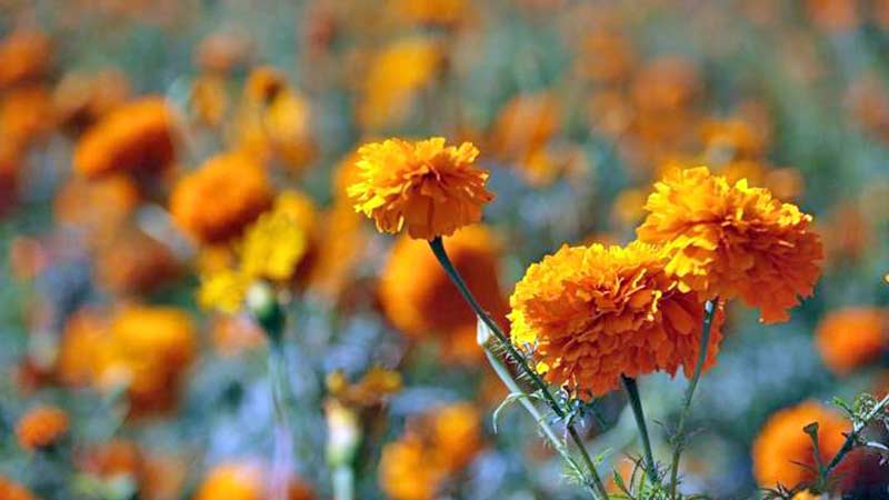 Feria de la Cecina 2024 en Atlixco: lugar, hora y actividades