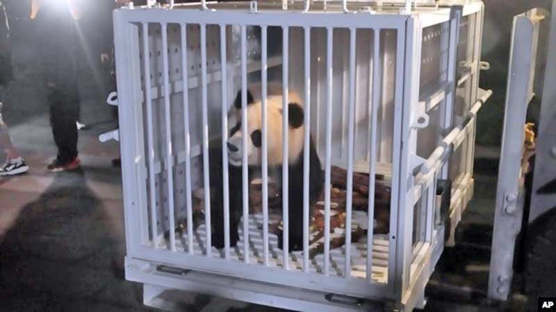 Dos pandas gigantes llegan desde China al zoológico de Washington tras larga espera