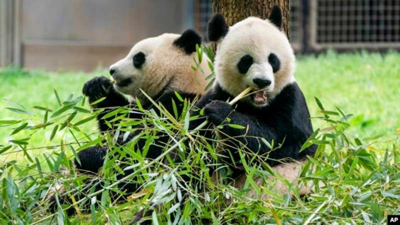 Dos pandas gigantes llegan desde China al zoológico de Washington tras larga espera