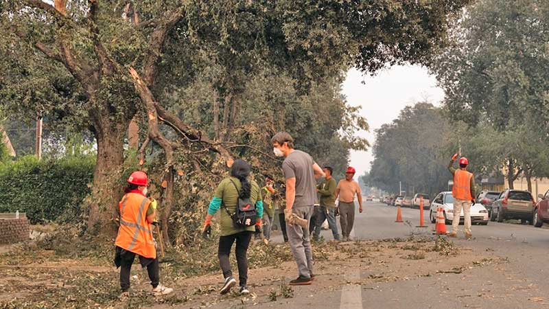 Jornaleros indocumentados se unen para remover árboles y escombros en Los Ángeles