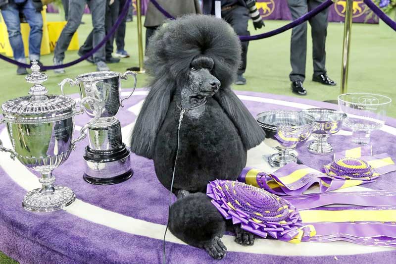 La exhibición canina del Westminster Kennel Club vuelve al Madison Square Garden