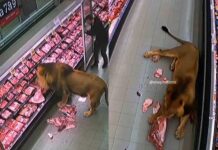 León se pasea por supermercado en Sudáfrica y se atiende solito