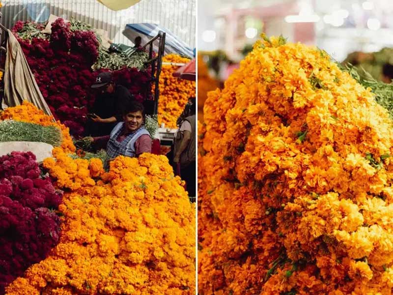 ¿Cuándo sembrar cempasúchil? Esta es la fecha exacta para que florezca en noviembre