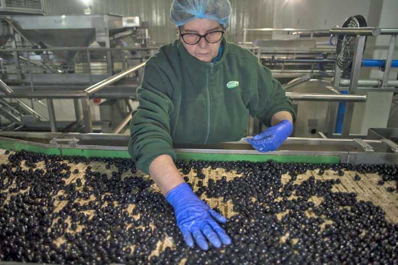 Los exportadores españoles de aceitunas negras sufrirán los nuevos aranceles de Trump