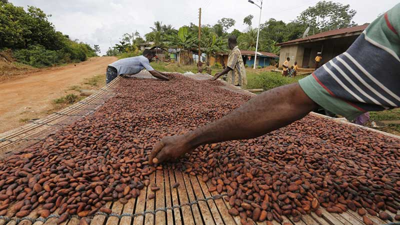 Ghana aumenta más de 62% el precio de producción del cacao para apoyar a sus agricultores