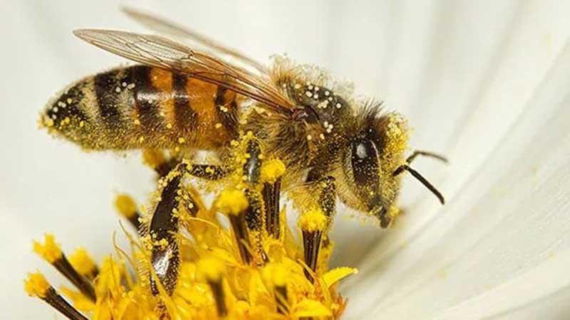 En México podría desaparecer 40% de abejas polinizadoras