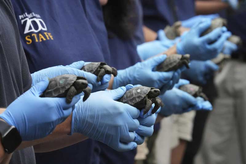 Crías de tortuga nacen de padres centenarios en el zoológico de Filadelfia