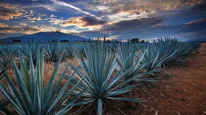 Tequila, símbolo de identidad mexicana: CRT