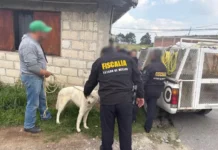 ponen a salvo a perros abandonados en predio de toluca