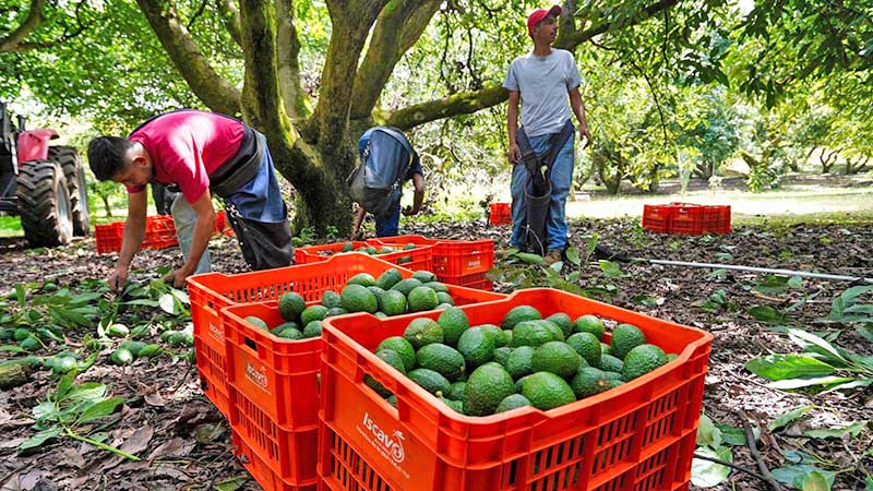 Aguacate y berries obtienen certificación laboral; permitirá que jornaleros cuenten con IMSS