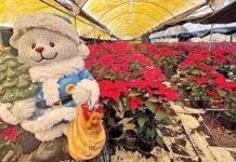 Nochebuena, flor sagrada y símbolo de la Navidad; producción récord Nochebuena, flor sagrada y símbolo de la Navidad; producción récord