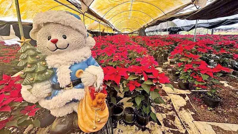 Nochebuena, flor sagrada y símbolo de la Navidad; producción récord