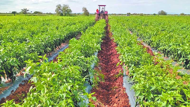 Panorama Agroalimentario 2025: Un superávit a la sombra de desafíos históricos