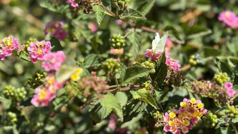 Ven a observar mariposas en Ecatepec estas vacaciones