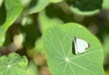 Ven a observar mariposas en Ecatepec estas vacaciones Ven a observar mariposas en Ecatepec estas vacaciones