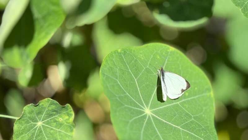 Ven a observar mariposas en Ecatepec estas vacaciones