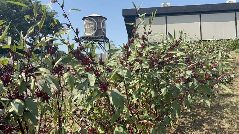 Nayarit, potencia gastronómica que se come de punta a punta